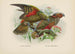 Nestor notabilis and Nestor meridionalis - John Gerrard Keulemans — artwork view