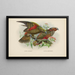 Nestor notabilis and Nestor meridionalis - John Gerrard Keulemans — framed artwork on a wall