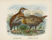 Ocydromus earli and Ocydromus australis - John Gerrard Keulemans — artwork view