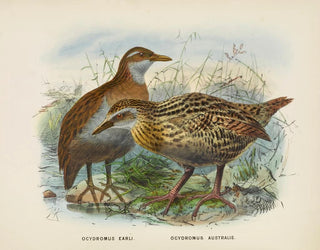 Ocydromus earli and Ocydromus australis - John Gerrard Keulemans — artwork view