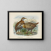 Ocydromus earli and Ocydromus australis - John Gerrard Keulemans — framed artwork on a wall