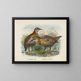 Ocydromus earli and Ocydromus australis - John Gerrard Keulemans — framed artwork on a wall