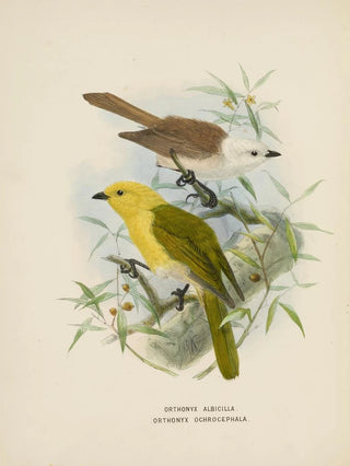 John Gerrard Keulemans - Orthonyx albicilla abd Orthonyx ochrocephala.webp