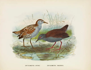 Ortygometra affinis and Ortygometra tabuensis - John Gerrard Keulemans — artwork view