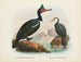 Cormorans à caroncules et cormorans à bec court - John Gerrard Keulemans — artwork view