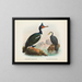 Cormorans à caroncules et cormorans à bec court - John Gerrard Keulemans — framed artwork on a wall