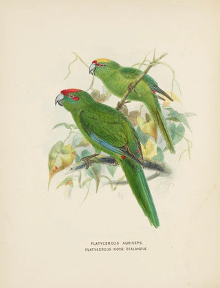 John Gerrard Keulemans - Platycercus auriceps Platycercus Nove Zealandiae.webp