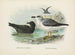 Puffin fuliginous and Laysan Albatross - John Gerrard Keulemans — artwork view
