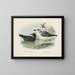 Puffin fuliginous and Laysan Albatross - John Gerrard Keulemans — framed artwork on a wall