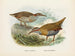 Rallus philipensis and Rallus dieffenbachii - John Gerrard Keulemans — artwork view