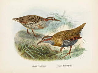 Rallus philipensis and Rallus dieffenbachii - John Gerrard Keulemans — artwork view