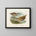 Rallus philipensis and Rallus dieffenbachii - John Gerrard Keulemans — framed artwork on a wall