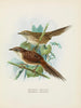 Spenoeacus punctatus and Spenoeacus rufescens - John Gerrard Keulemans — artwork view