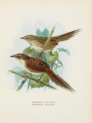 John Gerrard Keulemans - Spenoeacus punctatus and Spenoeacus rufescens.webp