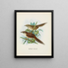 Spenoeacus punctatus and Spenoeacus rufescens - John Gerrard Keulemans — framed artwork on a wall