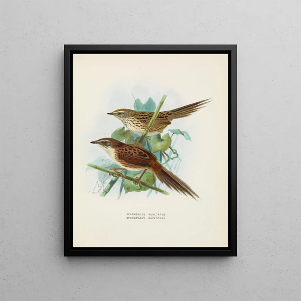 Spenoeacus punctatus and Spenoeacus rufescens - John Gerrard Keulemans — framed artwork on a wall