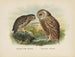 Spiloglaux of New Zealand and White-faced Sceloglaux - John Gerrard Keulemans — artwork view
