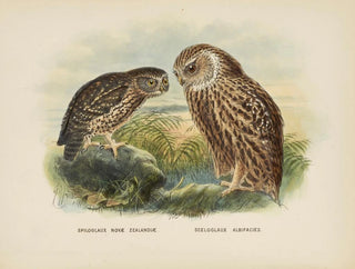 Spiloglaux of New Zealand and White-faced Sceloglaux - John Gerrard Keulemans — artwork view