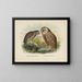 Spiloglaux of New Zealand and White-faced Sceloglaux - John Gerrard Keulemans — framed artwork on a wall