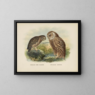 Spiloglaux of New Zealand and White-faced Sceloglaux - John Gerrard Keulemans — framed artwork on a wall