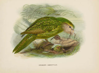 Stringops habroptilus - John Gerrard Keulemans — artwork view