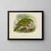 Stringops habroptilus - John Gerrard Keulemans — framed artwork on a wall
