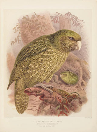 John Gerrard Keulemans - The Kakapo or Owl Parrot Stringops Habroptilus.webp
