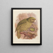Le Kakapo or owl parrot Stringops habroptilus - John Gerrard Keulemans — framed artwork on a wall