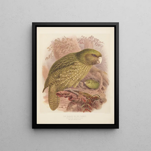 Le Kakapo or owl parrot Stringops habroptilus - John Gerrard Keulemans — framed artwork on a wall