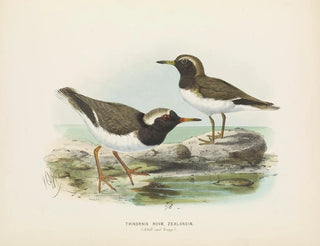 Thinornis novaezelandiae adult and juvenile - John Gerrard Keulemans — artwork view