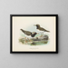 Thinornis novaezelandiae adult and juvenile - John Gerrard Keulemans — framed artwork on a wall