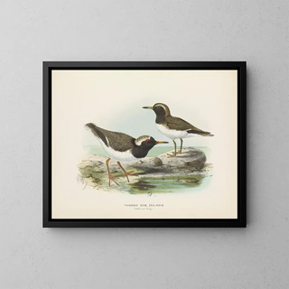 Thinornis novaezelandiae adult and juvenile - John Gerrard Keulemans — framed artwork on a wall
