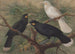 Trois huia - John Gerrard Keulemans — artwork view