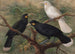 Trois huia Heteralocha acutirostris - John Gerrard Keulemans — artwork view