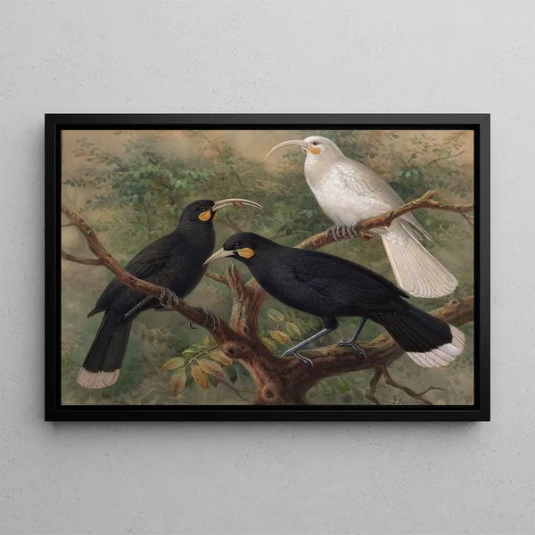 Trois huia Heteralocha acutirostris - John Gerrard Keulemans — framed artwork on a wall