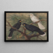 Trois huia - John Gerrard Keulemans — framed artwork on a wall