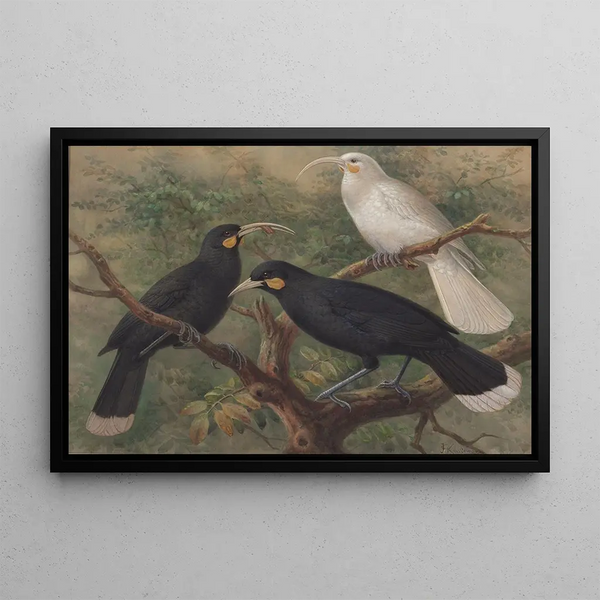 Trois huia - John Gerrard Keulemans — framed artwork on a wall