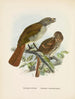 Turnagra hectori and Turnagra crassirostris - John Gerrard Keulemans — artwork view
