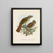 Turnagra hectori and Turnagra crassirostris - John Gerrard Keulemans — framed artwork on a wall
