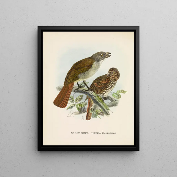 Turnagra hectori and Turnagra crassirostris - John Gerrard Keulemans — framed artwork on a wall