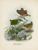 Xenicus longipes male and female and Xenicus gilviventris male and female - John Gerrard Keulemans — artwork view