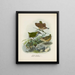 Xenicus longipes male and female and Xenicus gilviventris male and female - John Gerrard Keulemans — framed artwork on a wall