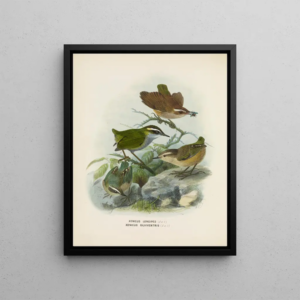 Xenicus longipes male and female and Xenicus gilviventris male and female - John Gerrard Keulemans — framed artwork on a wall