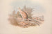 A monograph of Macropodidae or kangaroo family Pl04 - John Gould — artwork view