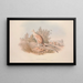 A monograph of Macropodidae or kangaroo family Pl04 - John Gould — framed artwork on a wall