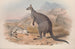 A monograph of the Macropodidae or kangaroo family Pl05 - John Gould — artwork view