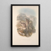 A monograph of Macropodidae or kangaroo family Pl06 - John Gould — framed artwork on a wall