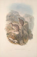 A monograph of Macropodidae or kangaroo family Pl06 - John Gould — artwork view