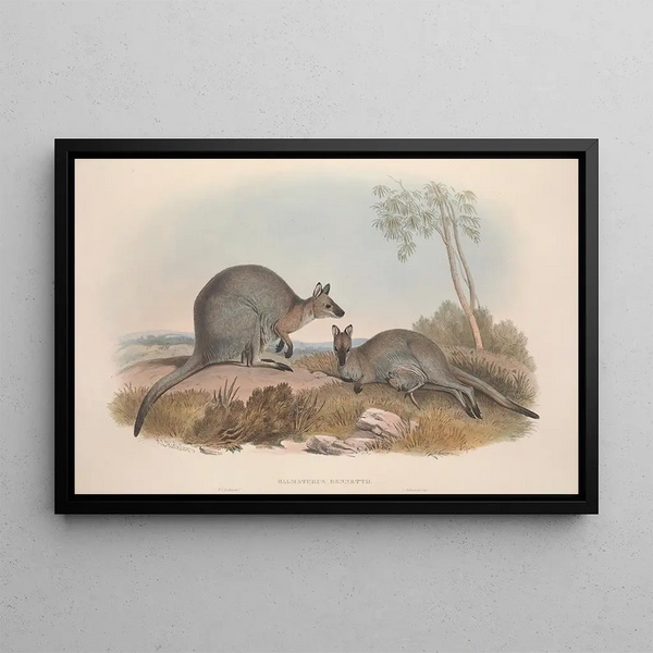 A monograph of the Macropodidae or kangaroo family Pl07 - John Gould — framed artwork on a wall