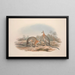 A monograph of the Macropodidae or kangaroo family Pl08 - John Gould — framed artwork on a wall